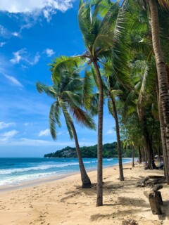 Tropical climate  