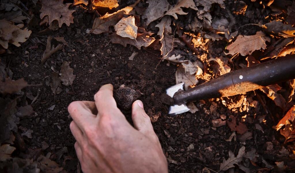 Truffle-inspired dining experiences