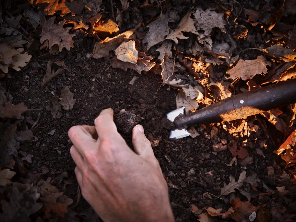 Truffle-inspired dining experiences