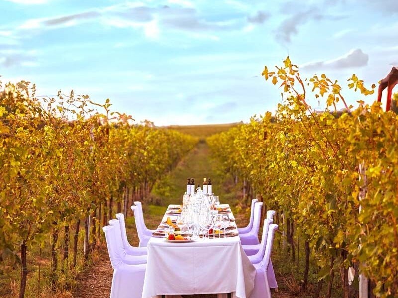 Vineyard